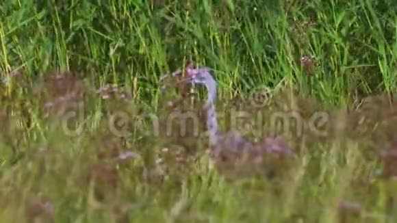 在一个阳光明媚的夏日里灰鹭鸟阿尔迪亚西涅雷躲在芦苇丛中视频的预览图