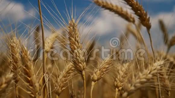 刮进小麦种植园的风视频的预览图