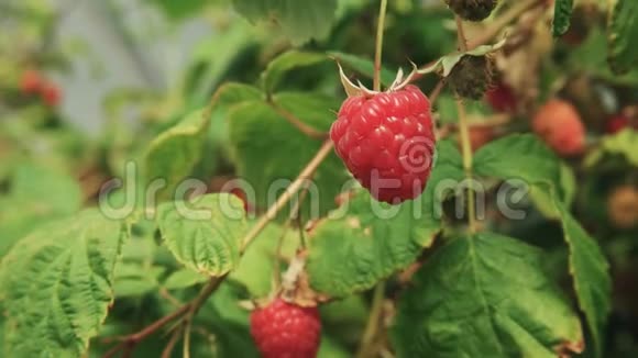 靠近塔斯马尼亚州韦斯特威的一个农场的成熟树莓视频的预览图