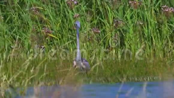 在一个阳光明媚的夏日里灰鹭鸟阿尔迪亚西涅雷躲在芦苇丛中视频的预览图