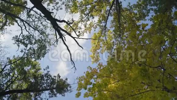 旋转透过黄枫叶观赏秋天的天空视频的预览图
