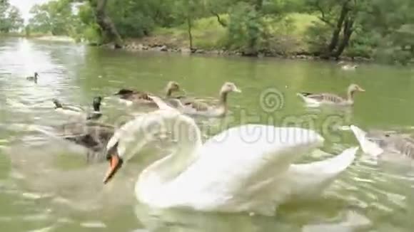 天鹅在一个有鹅的池塘里视频的预览图