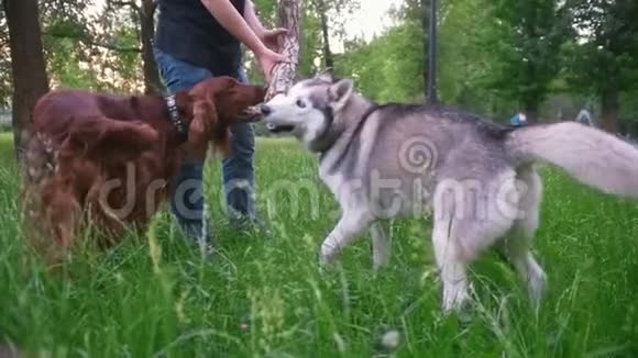 公园里的人和狗玩爱尔兰赛特犬和哈士奇在夏季公园给他树枝视频的预览图