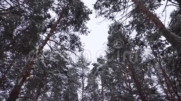 美丽的冬季圣诞公园大雪从高高的松树上落下慢动作森林中的冬季景观视频的预览图