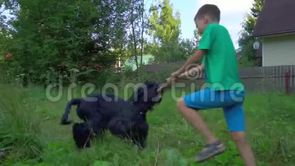 一个男孩爱狗主人在草地上和一只大黑狗玩耍的慢动作狗享受自由和自然视频的预览图