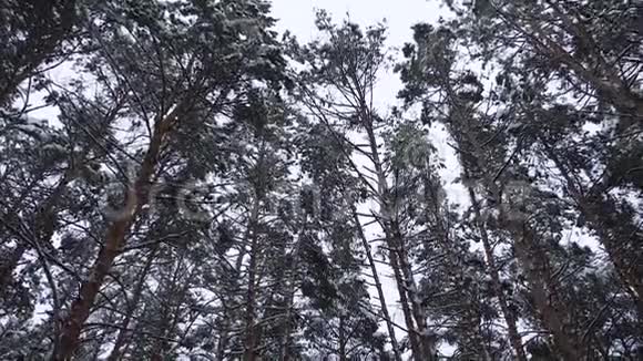 森林中的冬季景观美丽的冬季圣诞公园大雪从高高的松树上落下慢动作视频的预览图