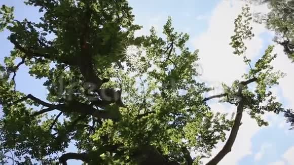 相机在树梢下旋转上面覆盖着绿叶阳光透过树枝照耀夏日灿烂视频的预览图