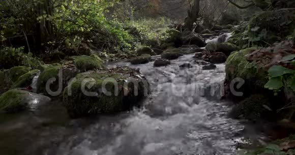 一条被绿色森林包围的河流视频的预览图
