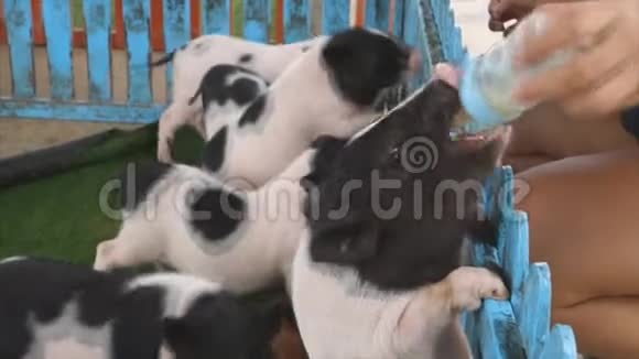 人工喂奶至猪群视频的预览图
