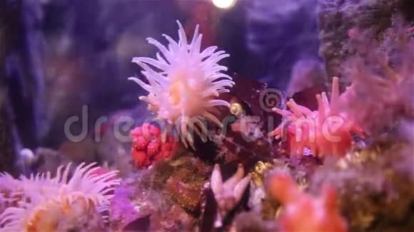 海葵视频的预览图