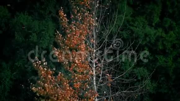 秋天的树叶吹落了树视频的预览图