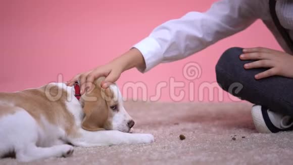 小男孩抚摸着粉红色背景下可爱的小猎犬小狗的头宠物收养视频的预览图