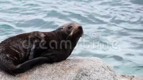 在纳洛马的岩石上接近海豹幼崽视频的预览图