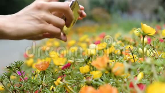 女人在智能手机上拍花按下手机屏幕特写视频的预览图