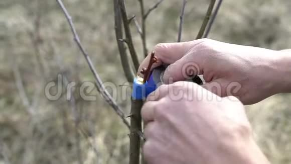 农民嫁接的特写植入一棵树视频的预览图