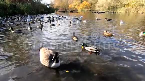 加拿大鹅和鸭子在湖上的慢动作视频的预览图