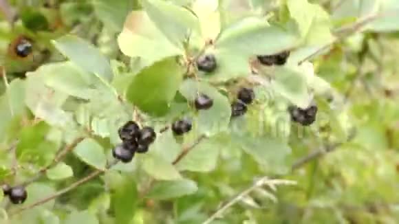 种植美味的浆果作为食物视频的预览图