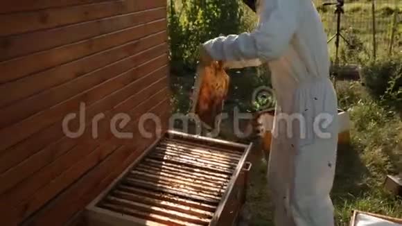 一个穿着白色保护服的养蜂人将蜜蜂从带有蜂窝的木架上移除到木制蜂巢中视频的预览图
