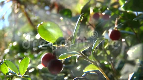 种植美味的浆果作为食物视频的预览图