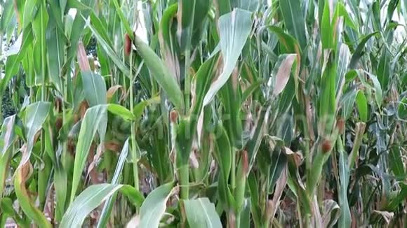 在希腊的一块田地上种植玉米的倾斜镜头动作缓慢视频的预览图