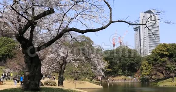 东京KowishikawaKourakuen公园樱花手提式宽拍视频的预览图