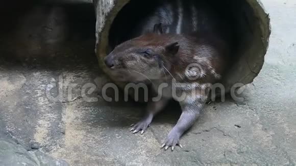 斑纹狸鼠视频的预览图