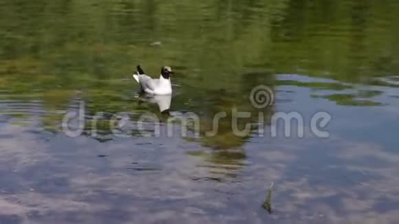 黑头海鸥在找鱼成年夏季羽毛特写镜头视频的预览图