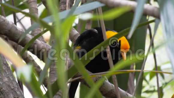 雨林树上的摄魂鸟视频的预览图