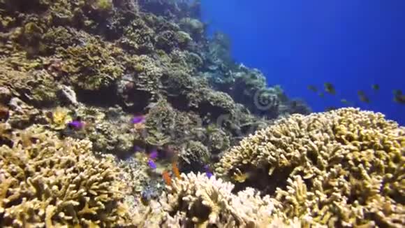 珊瑚礁上方颜色鲜艳的鱼视频的预览图
