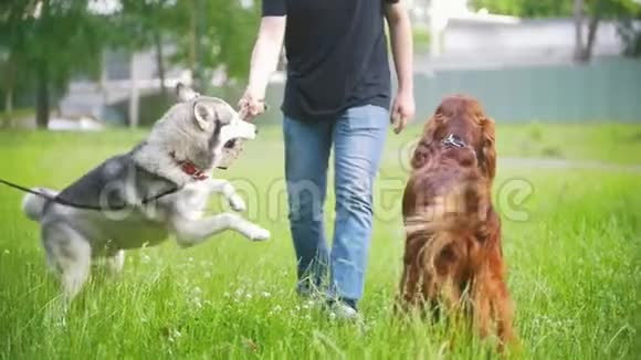 男主人和他的狗一起散步和玩耍爱尔兰二传手和沙哑的慢动作视频的预览图