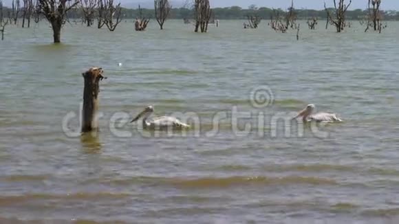 两个鹈鹕在非洲的奈瓦沙湖上的树丛中游泳视频的预览图