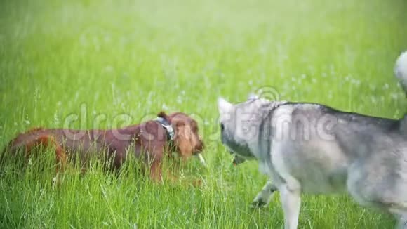 两条狗爱尔兰塞特犬和哈士奇犬和男主人一起散步慢动作视频的预览图