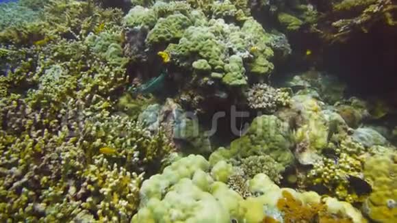png珊瑚礁上的绿鹦鹉鱼视频的预览图
