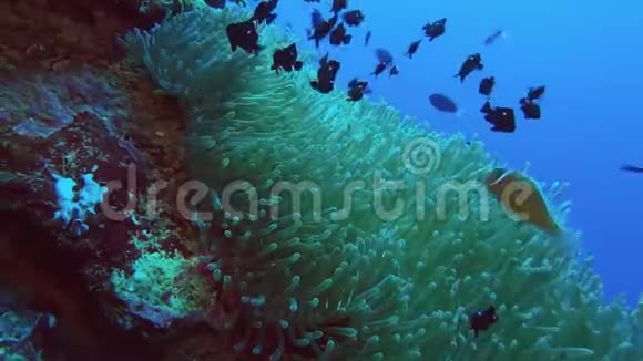 在png中有多米诺骨牌和anenomefish的Anenome视频的预览图