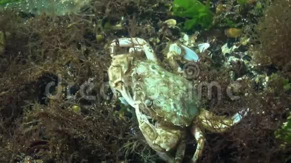 螃蟹吃游泳的螃蟹大袋鼠或飞行的螃蟹狮子黑海视频的预览图