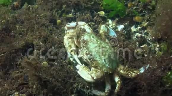 螃蟹吃游泳的螃蟹大袋鼠或飞行的螃蟹狮子黑海视频的预览图