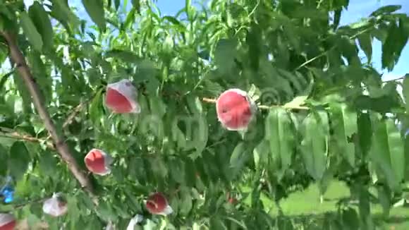 桃树上的新鲜桃子视频的预览图
