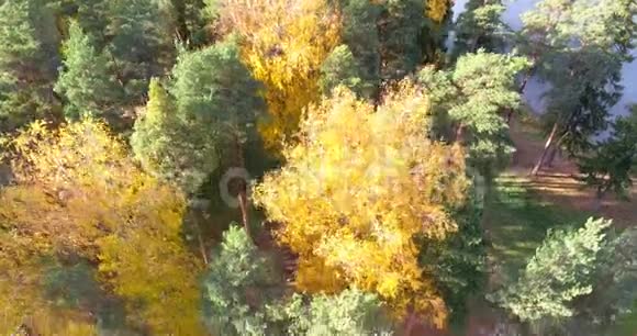 从四翅目动物身上移除的森林树木视频的预览图