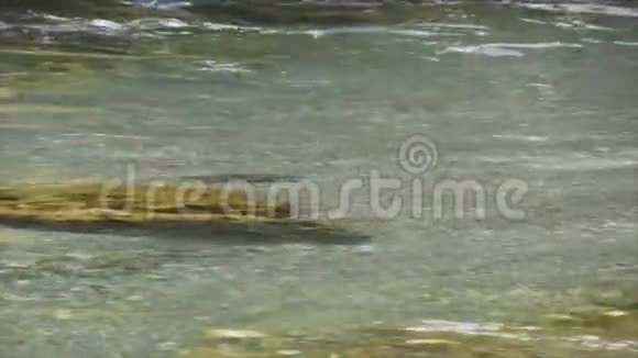 清澈的新西兰河里的鳟鱼视频的预览图
