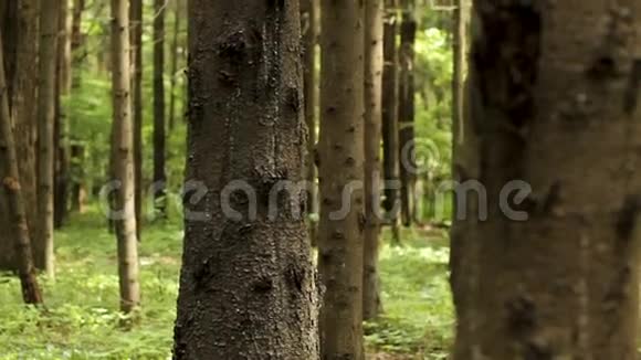 松树的大镜头视频的预览图