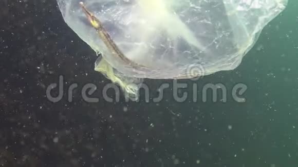 海里的塑料袋海鱼和动物的杀手塑料碎片环境污染水生生物死亡视频的预览图