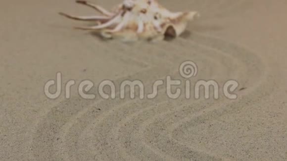 一个美丽的黄色贝壳躺在由沙子制成的锯齿形上的近似视频的预览图