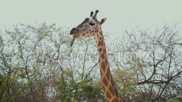 美丽的非洲长颈鹿咀嚼舌头视频的预览图