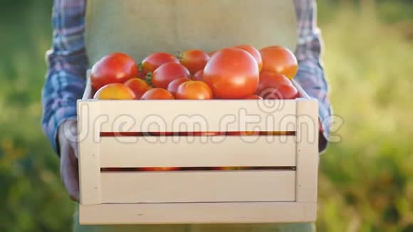 农夫正拿着一个装有西红柿的木箱新鲜农产品视频的预览图