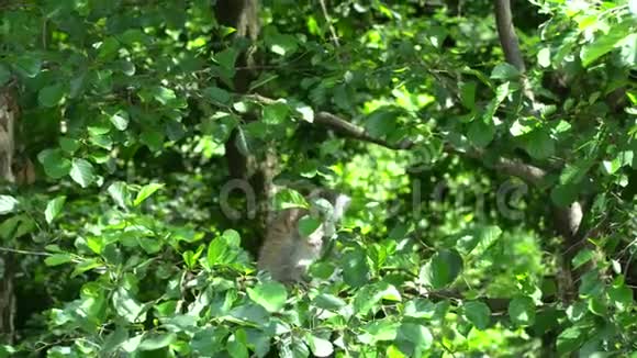 勒穆尔坐在树干上环顾四周视频的预览图