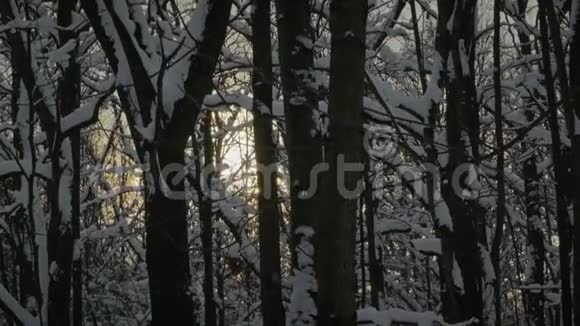 雪慢慢地落在森林里的树间视频的预览图