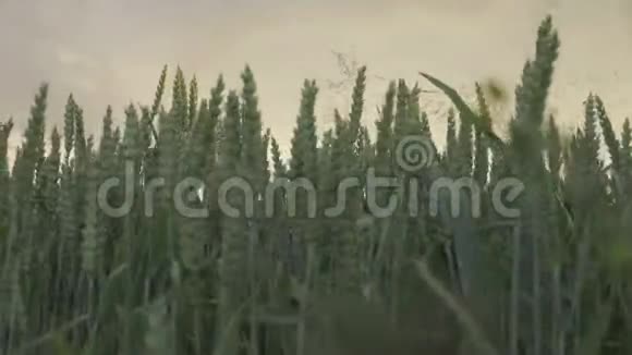 绿色的小麦覆盖灰色的云层视频的预览图