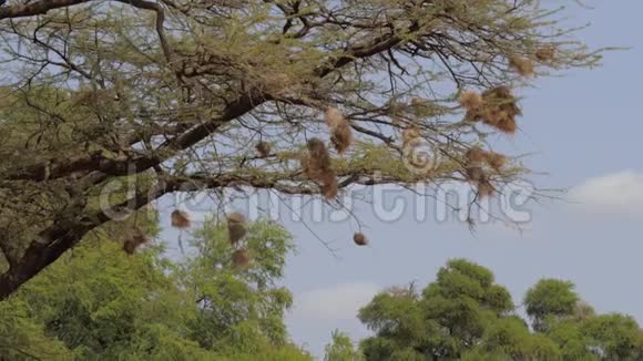 鸟类在树枝末端筑巢以防止捕食动物视频的预览图