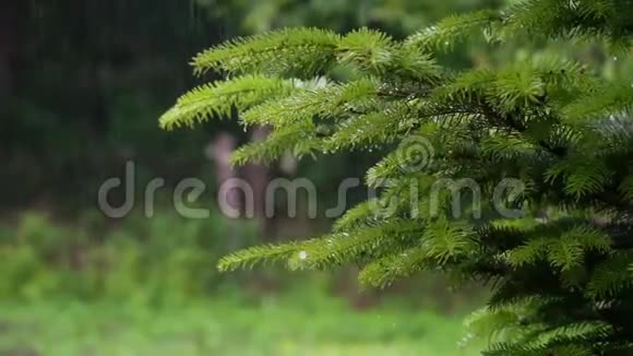 关闭穆特恩雨的录像山林中的雨慢动作视频的预览图