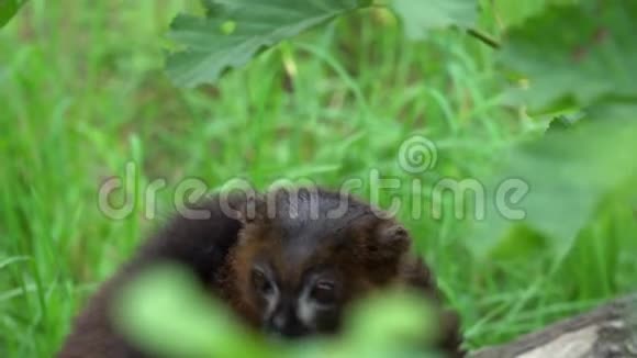 狐猴坐在树下四处张望视频的预览图